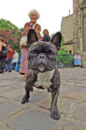 promenade du chien à St germain