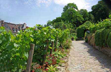 les vignes de Montmartre  Paris