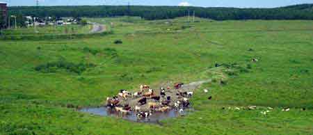 Paysages de Sibérie Occidentale Transibérien 