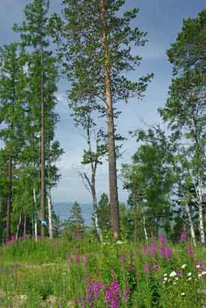 Taiga le pic Tchersky à Listvyanka  - lac Baïkal  Sibérie  