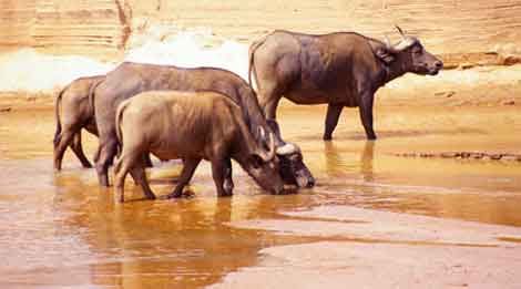 buffles etosha