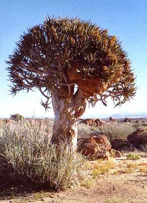 arbre carquois