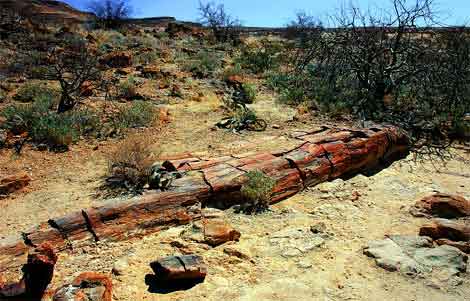 arbre petrifié du damaraland