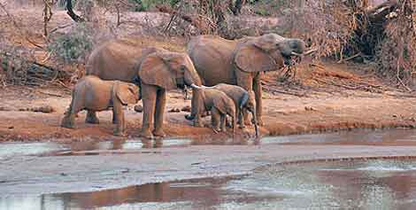 troupe d'elephants etosha