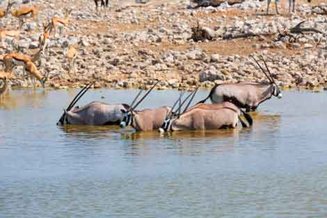 Orys etosha namibie