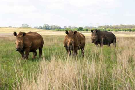 Namibie ETosha Rhinocéros