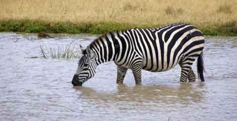 zebre etosha