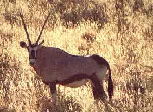 gemsbok