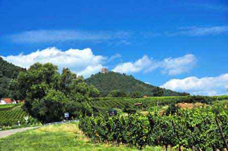 route des vins Alsace France