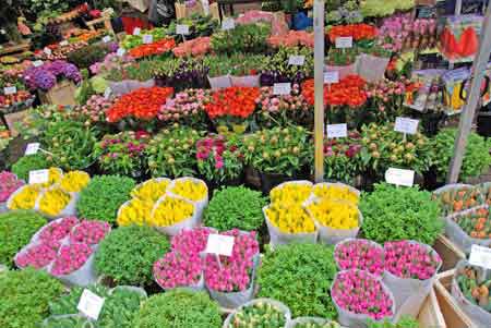marché aux fleurs Amsterdam