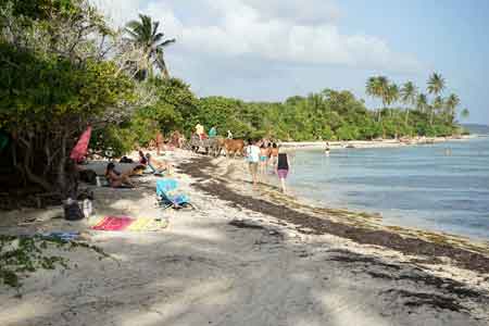 plage du bois Jolan Sainte Anne Guadeloupe