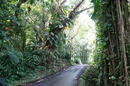 route du Carbet D4 l'habituée Guadeloupe