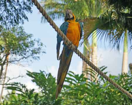 jardin botanique Deshaies  Guadeloupe