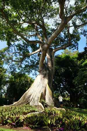 jardin botanique Deshaies Guadeloupe