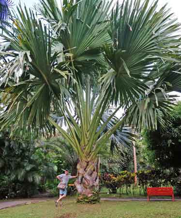 jardin botanique Deshaies Guadeloupe