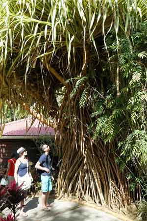 jardin botanique Deshaies Guadeloupe