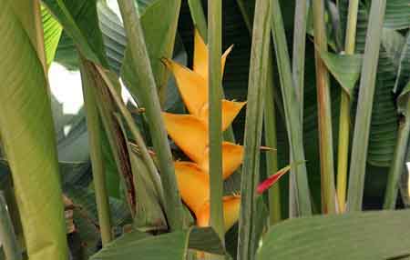 jardin botanique Deshaies Guadeloupe