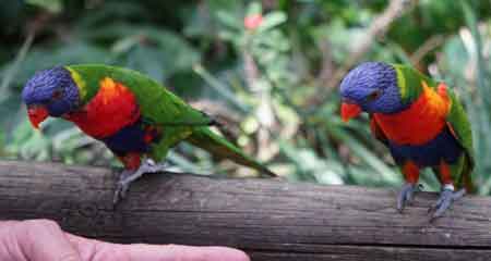 jardin botanique Deshaies Guadeloupe