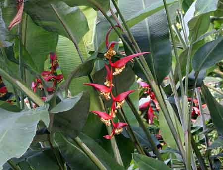jardin botanique heliconia deshaies guadeloupe