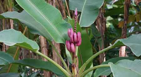 jardin botanique Deshaies Guadeloupe