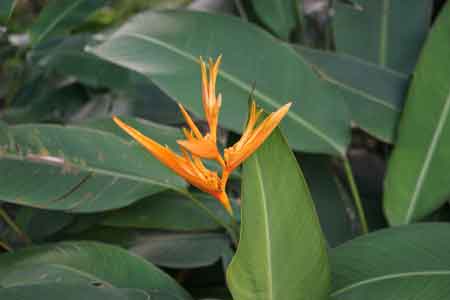 jardin botanique Deshaies Guadeloupe