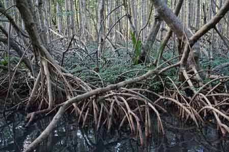 Grand cul de sac marin croisiere lagon mangrove