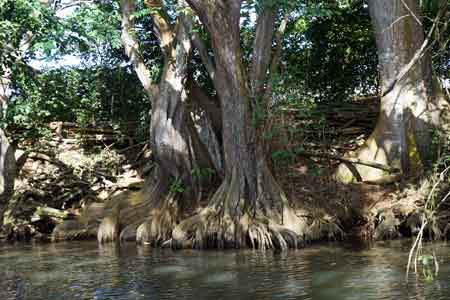 Grand cul de sac marin croisiere lagon mangrove
