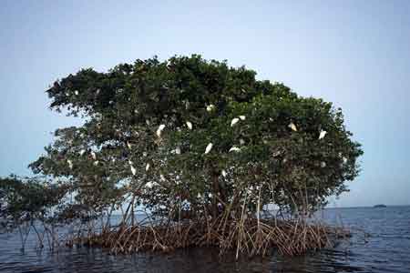 Grand cul de sac marin croisiere lagon mangrove