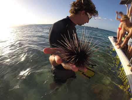 Grand cul de sac marin croisiere lagon mangrove