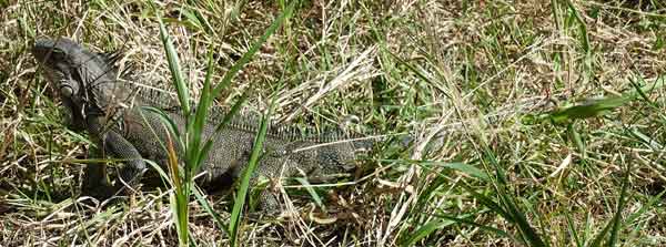 Petite Anse Bouillante basse Terre Guadeloupe Iguane