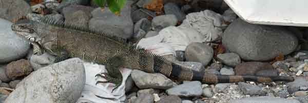 iguane Petite Anse Bouillante basse Terre Guadeloupe