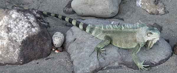 iguane Petite Anse Bouillante basse Terre Guadeloupe