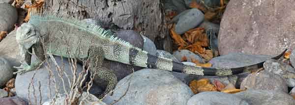 iguane Petite Anse Bouillante basse Terre Guadeloupe