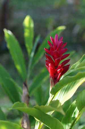 alpinia martinique