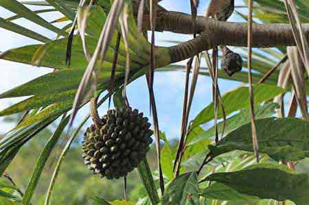 la savane des esclaves 3 ilets Martinique