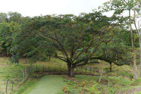 la savane des esclaves 3 ilets Martinique