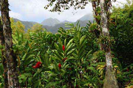 Le jardin exotique de Balata