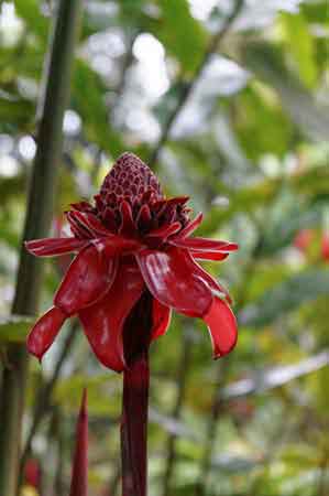 Le jardin exotique de Balata