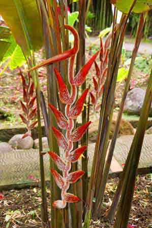 heliconia jardin de Balata