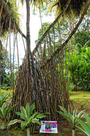 Le jardin exotique de Balata