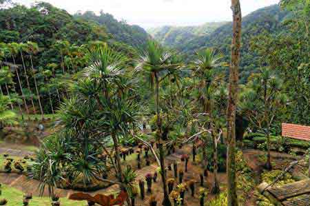 Le jardin exotique de Balata