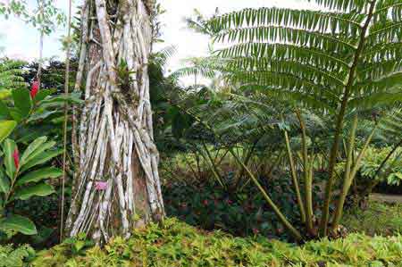 Le jardin exotique de Balata