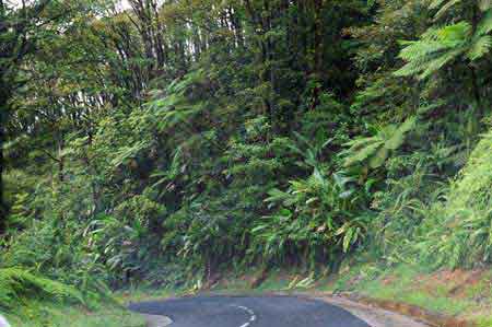 route de la Trace Martinique