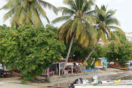 Sainte Luce Martinique