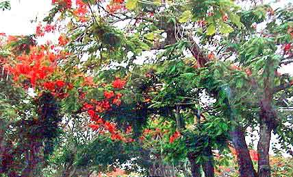  Flamboyants Capesterre Belle eau Guadeloupe