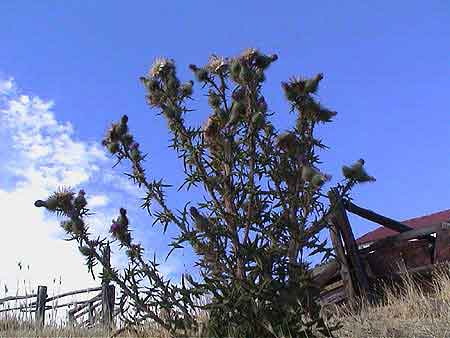 Argentine estancia de  Patagonie 