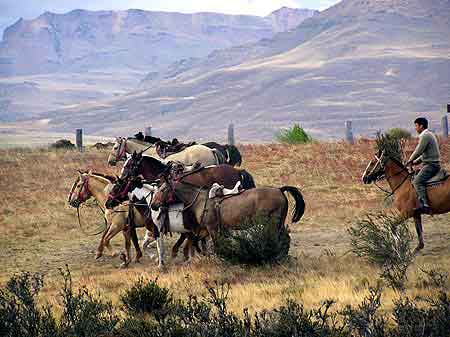 Argentine chevaux criollos gauchos   de  Patagonie 