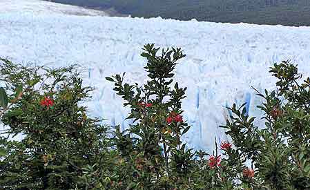 Argentine glacier  Perito Moreno Patagonie 