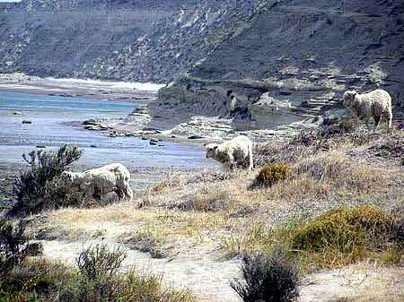 Argentine Peninsule de Valdes Punta Delgada