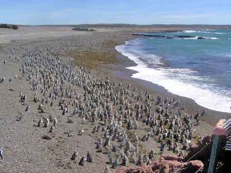 Argentine peninsule de Valdes Punta Tombo